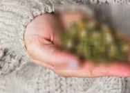 Kış ayında talep yağıyor! Faydalarını duyunca yol kenarından bile toplamak için can atacaksınız!