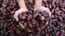 Alzheimer hastalığını önlemek için hurma tüketin! İşte faydaları...