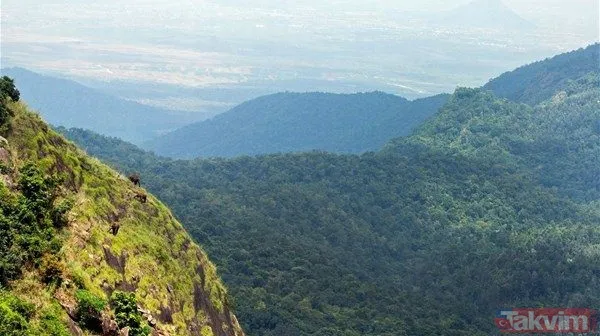 Yılan evcil köpeğe saldırdı! Dehşet dolu anlar... - 47
