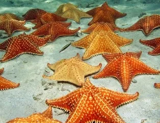 Rüyada deniz yıldızı görmek ne anlama gelir?