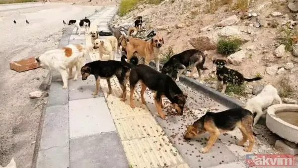 Başıboş sokak köpeği sorununa tarihsel bakış! Atatürk dönemindeki Resmi Gazete'de 'umumi mücade' vurgusu - 9