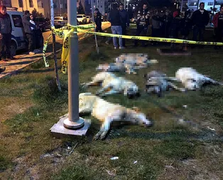 Son dakika: Ankarada sokak köpeklerinin öldürülmesine ilişkin davada karar çıktı!