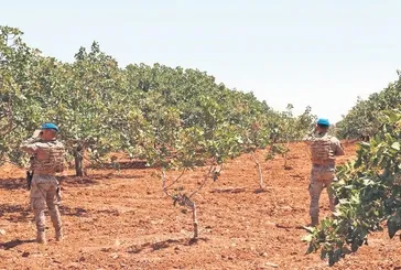 Kilosu bin liralık fıstığa komando koruması