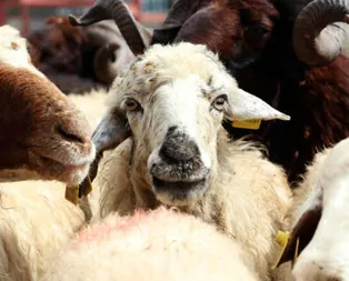 Kurbanlık canlı kilo fiyatı 2019! Koç ve büyükbaş fiyatları....