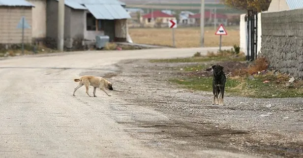 İçişleri Bakanı Ali Yerlikaya'dan belediyelere "Başıboş köpek" uyarısı: 2 ayda bir denetim yapılacak!