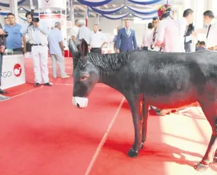 Merzifon eşeği aranıyor