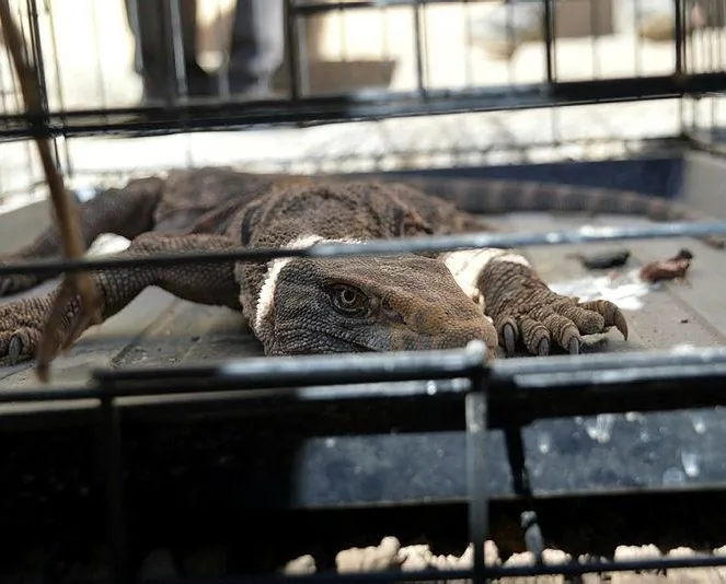 Cizre’de çöl varanı bulundu