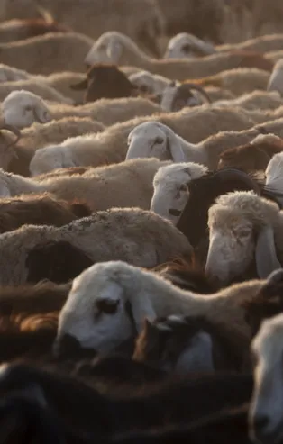 Kurbanlık fiyatları 2020 ne kadar? A101, Migros, Carrefoursa, BİM kurbanlık fiyatları kaç lira?