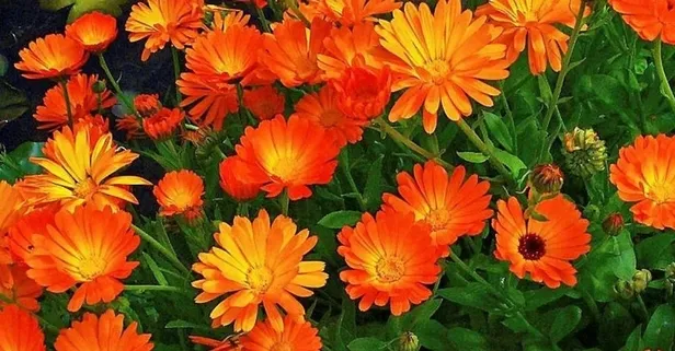 Adet sancısına aynısefa çiçeği! İşte faydaları...