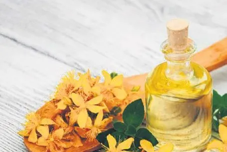 Sivilcelere sarı kantaron