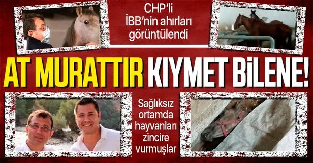 CHP’li İBB’nin satın aldığı atlar ölmeye devam ediyor! Yeni görüntüler ortaya çıktı: Atları zincire vurmuşlar