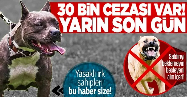 Pitbull sahipleri dikkat! Yasaklı 6 köpek ırkının kayıt altına alınması için yarın son gün: 30 bin lira cezası var
