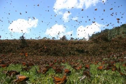 10 bin kelebeğin göç hikayesi