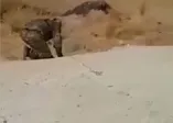 Hain tuzak son anda fark edildi! Resulayn ile Tel Abyad arasındaki yollarda mayın temizliği