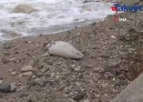 Beylikdüzü’nde sahile yunus balığı vurdu