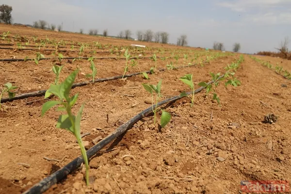 Önemli adım! Şanlıurfa yerli tohumlarla kendi biberini üretiyor - 1