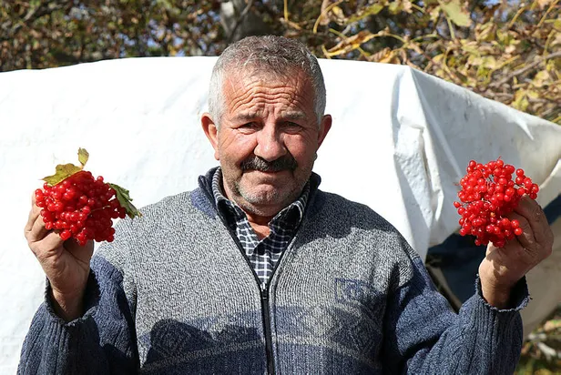 Gilaburu meyvesinin faydaları kanıtlandı (Gilaburu nedir? Gilaburu bitkisi neye yarar?)-6