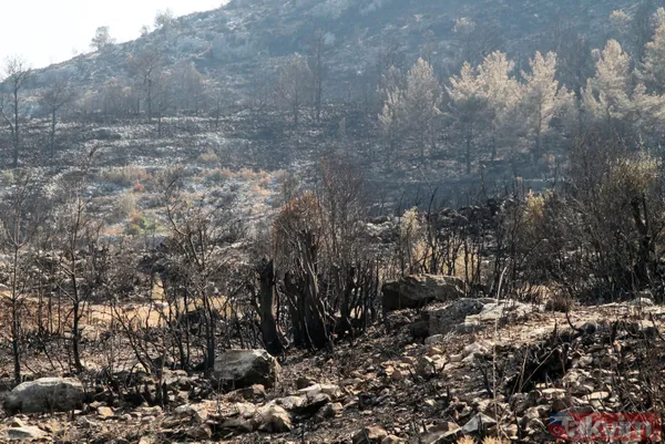 Türkiye'nin en kalitelisi! 5 milyon lira gelir elde edilen defne alanı orman yangınlarında yok oldu - 2