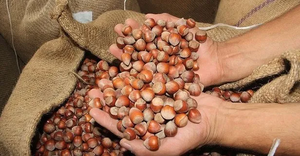 Fındık’ın faydaları saymakla bitmiyor