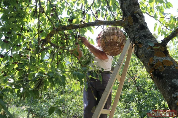Balıkesir Bigadiç'te 650 rakımlı mahallede yetişen kirazın kilosu bahçede 2 lira pazarda 15 lira - 15