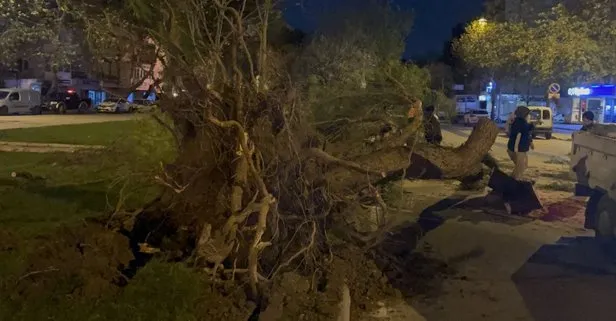 İzmir’de fırtına! Çok sayıda ağaç devrildi