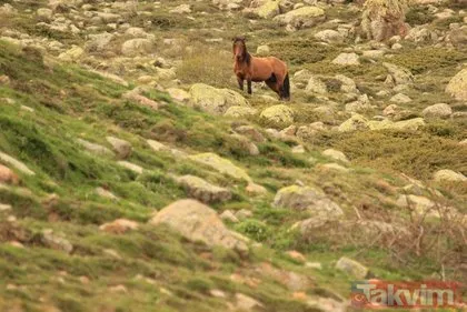 Afyonkarahisar’da ortaya çıkan yılkı atları doğa fotoğrafçısı tarafından görüntülendi
