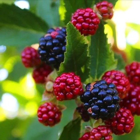 Böğürtlen güçlen