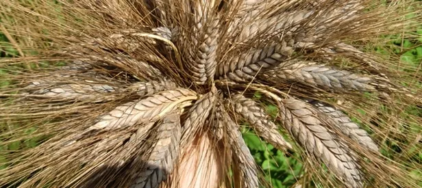 7 bin yıllık buğday Marmaris'te umut oldu