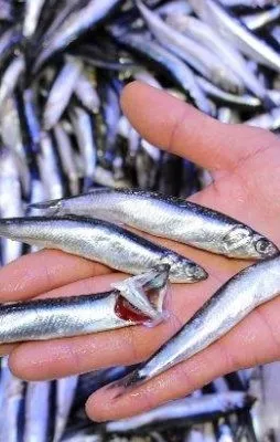 Hamsi 8 TL ’ye indi