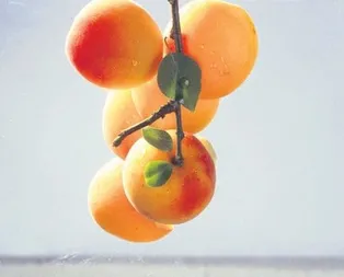 Kayısı zamanı durdurur