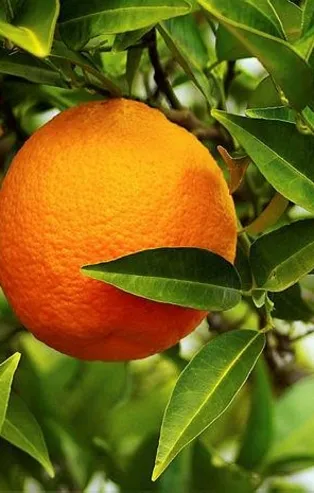 Kansızlığa portakal! İşte faydaları...