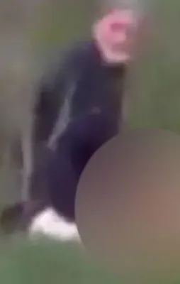 Köpeğe tecavüz ederken yakalanan insan müsveddesinden iğrenç savunma