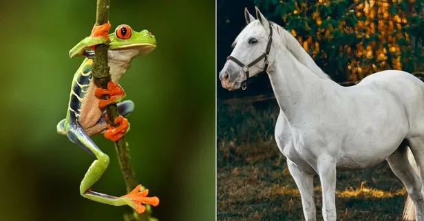 İllüzyon testi: Korkak biri misin? Testi çöz ve cevabı öğren