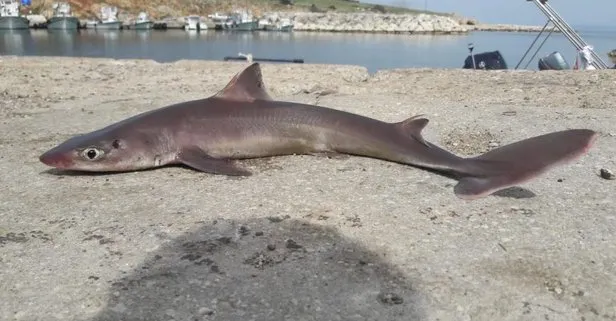 Balıkçının oltasına 5 kilogram ağırlığında köpek balığı yakalandı