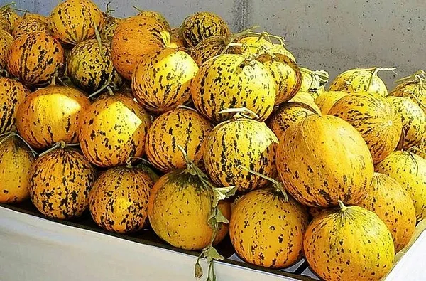 Meyve ve sebze alışverişine "cep"ten denetim-1