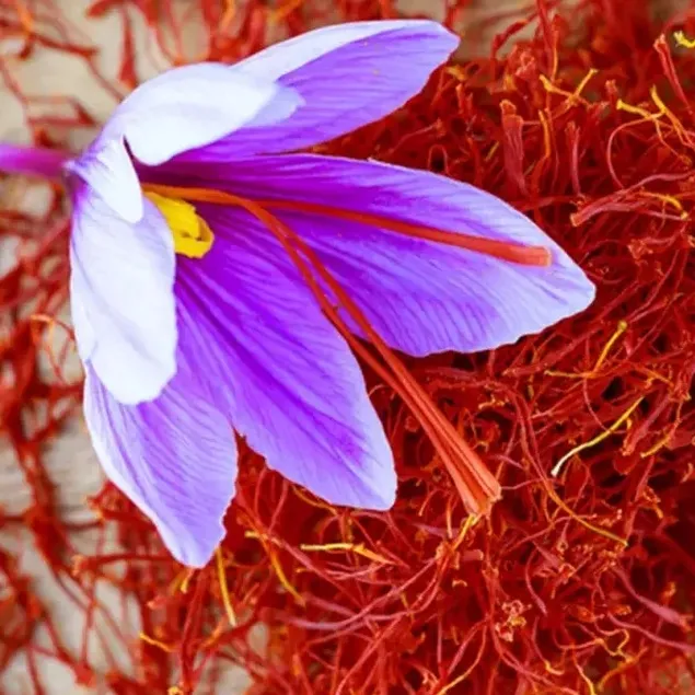 Tekirdağ’da safran üretimi yaygınlaşıyor