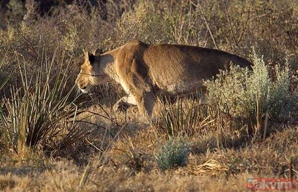 Ava giderken avlandı! Bir anda bufaloların arasında kalan aslanın zor anları (Aslan - Bufalo kavgası) - 43