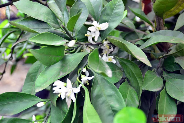 7’nci Portakal Çiçeği Karnavalı için Adana'ya binlerce kişi akın etti - 13