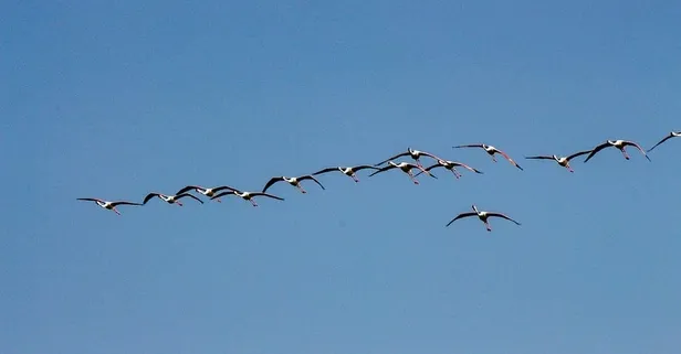 Flamingoların Tuz Gölü yolculuğu! Kente görsel şölen sundular