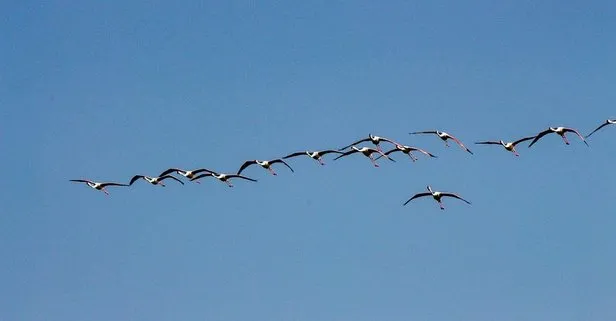 Flamingoların Tuz Gölü yolculuğu! Kente görsel şölen sundular
