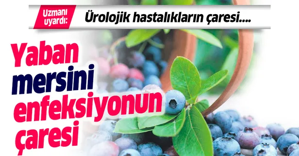 Yaban mersini enfeksiyonun çaresi