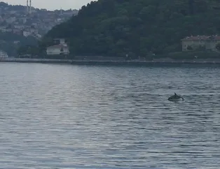 Yunuslar İstinye sahilde görüldü