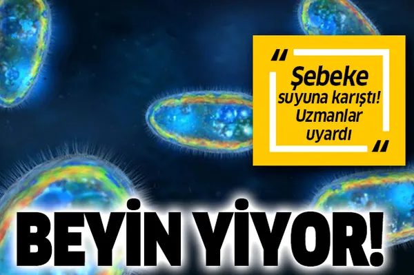 Koronavirüsle savaşan ABD'ye bir şok daha! Şebeke suyuna beyin yiyen amip karıştı! Beyin yiyen amip nedir? Beyin yiyen amip belirtileri nelerdir?-1