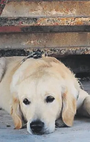 1 aydır sahibini bekliyor