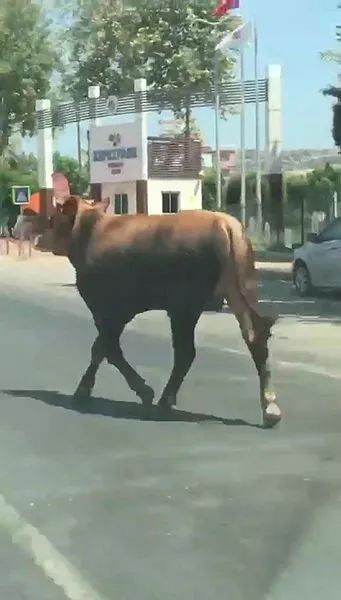 antalyada-firari-danalar-trafige-karisirken-bir-tanesi-acemi-kasabi-betona-firlatti-1596209792392.jpg Antalya’da firari danalar trafiğe karışırken bir tanesi acemi kasabı betona fırlattı-2