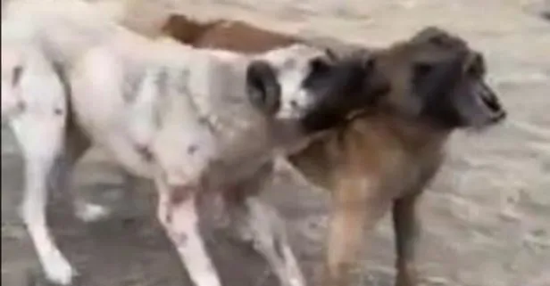 Tepki çeken görüntüler: Köpekleri öldüresiye dövüştürdüler