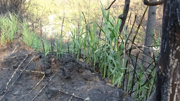 mugla-marmariste-orman-yangini-doga-kendini-yenilemeye-basladi-1629706797776.jpg Muğla Marmaris'te orman yangını! Doğa kendini yenilemeye başladı-3