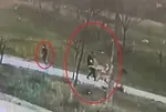 Bursa'da başıboş köpek dehşeti! Oğlunu kurtarmak için kendini feda etti! Çenesi kırıldı, kulağına 30 dikiş atıldı