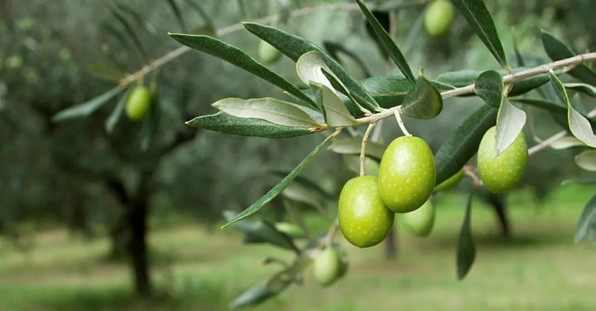 Ruyada Zeytin Agaci Gormek Ne Anlama Gelir Takvim