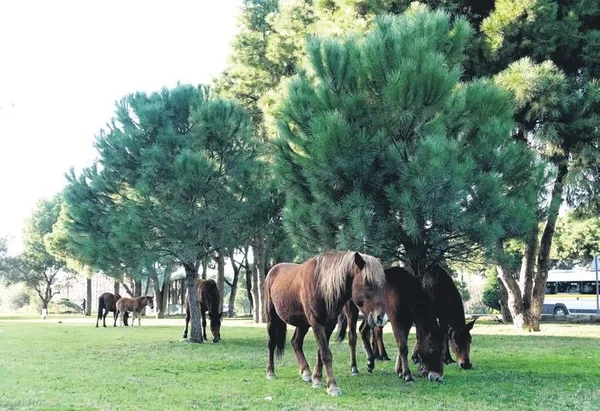 Hep aynı numara! Simitçi kılığındaki kişi bayılma numarası yaptı (Güncel haberler)-8